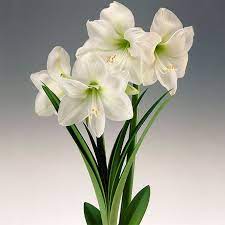 How To Grow Amaryllis Bulbs As Easy Indoor Houseplants Amaryllis Bulbs Amaryllis Plant Amaryllis Christmas