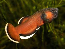 Wild Betta Aquafood