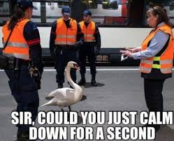 Swan With An Attitude Sir Could You Just Calm Down For A Second Fail Best Hilarious Jokes Funny Pictures Wa Walmart Funny Funny Pictures Friday Humor
