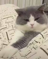 Instagram Post By Lukman Badar Nov 2 2018 At 6 10pm Utc Funny Cute Cats Cute Animals Cute Cats