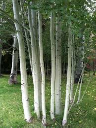 White Birch Trees For Sale Near Me Id Like To Be A Wood Nymph Right Here European White Birch Finland Scandinavia