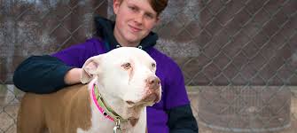 Maybe you would like to learn more about one of these? Volunteer At A Las Vegas Animal Shelter The Animal Foundation