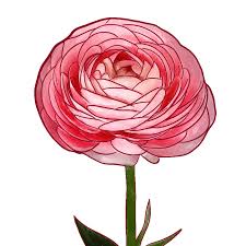 Hot pink flowers free png stock. 45 Types Of Pink Flowers Custom Graphics The Home Simple