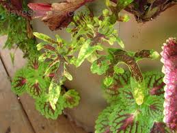 Upright)deeply lobed red, purple and burgundy leaves are surrounded by a bright yellow edge. Plantfiles Pictures Coleus Flame Nettle Painted Nettle Super Duckfoot Solenostemon Scutellarioides By Uniquetreasures