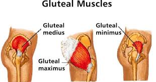 Want to discover art related to glutes? How To Get Great Glutes Gym Meals Direct