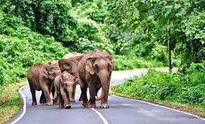 Khao yai national park is situated in the western part of the sankamphaeng mountain range, at the southwestern boundary of the khorat plateau. Exploring Khao Yai National Park A Visitor S Guide Planetware