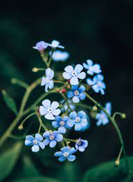 Beautiful Flowers You Can Find In The Italian Alps Miramonti Corteno