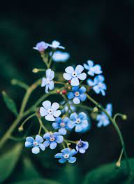 Italy's flowers reflect the country's diverse climactic conditions. Beautiful Flowers You Can Find In The Italian Alps Miramonti Corteno