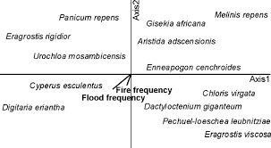 Image result for Sphaeranthus flexuosus