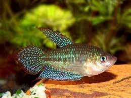 Below you will find an interactive google map which will tell you where there are pet stores located near you. Sparkling Gourami The Aquatic Den Fish Tank Salt Water Fishing Fish