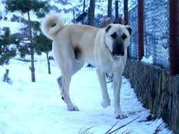 Kangal Dog Sivas Turkiye He Looks Like The Stray Dog That We Nicknamed Duke When We Were In Kusadasi Turkey Kangal Kopegi Kopek Turleri Kopek