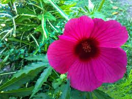 Image result for Hibiscus cannabinus