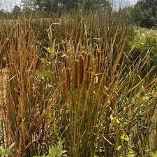 Image result for Ptycholobium plicatum