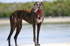 Greyhound as pets if you are looking for a friendly, gentle dog with plenty of love to give, a greyhound may be perfect for you. Rehoming Greyhounds During Their Retirement