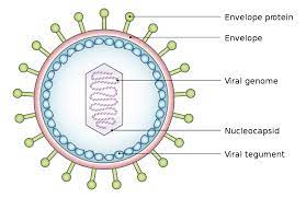 Epidemiology of hsv 1 and 2. Viral Tegument Wikipedia