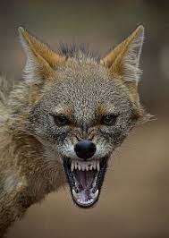 Furious Jackal By Drhitesh Yikes Angry Animals Wild Dogs Animals Wild