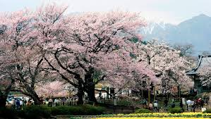 Find out more with myanimelist, the world's most active online anime and manga community and database. Hanami Sakura And The Art Of Cherry Blossom Viewing In Japan Technobubble