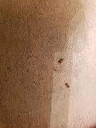 Larvae of these bugs often attack carpets and can also eat woolens, silk, furs, and feathers. Bed Bugs Or Carpet Beetles Bedbugs