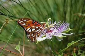 Plantedinthelowcountry Passion Vine Butterfly Garden Passiflora