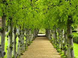 Maybe you would like to learn more about one of these? Create An Allee For Any Size Garden Horticulture