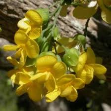 Image result for Calpurnia aurea