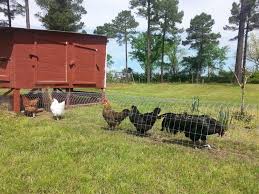 Hühner gelten als kleintiere, genau wie kaninchen oder meerschweinchen. Huhner Im Garten Halten Einen Huhnertunnel Selber Bauen Huhner Im Garten Huhnerhaltung Im Garten Huhnerauslauf