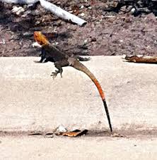 (b) habitat where the west african rainbow lizard was observed eating bread. Another Bad Boy Anole Eating Lizard Gaining Ground In Florida Anole Annals
