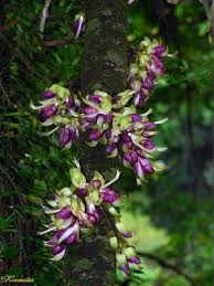 Image result for Acacia welwitschii