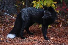 Pin By Vanessa Mazur On Black Fox Pet Fox Melanistic Animals Animals
