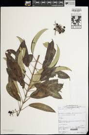 Image result for Ozoroa sphaerocarpa