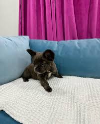 This sweet little cutie is the last man standing! I know one of you out  there has the perfect couch for him to chill on. PM me for details