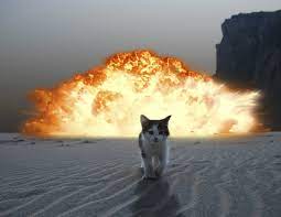 Kitten Doesn T Give A F K From Https Www Flickr Com Photos Ifindkarma 9625206704 Sizes O Funny Cats Cat Memes Funny Cat Memes