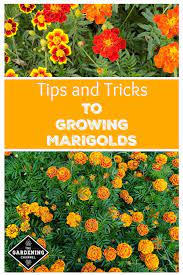 In order for your marigolds to be ready for planting outdoors in the spring, you will need to start growing marigolds from seed indoors about 50 to 60 days before the last frost date. Growing Marigolds Tips And Tricks Gardening Channel