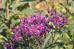 Image result for Vernonia griseopapposa