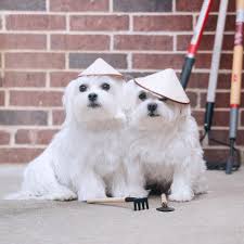 Our Tools And Sun Protection Are Ready Can We Help In The Garden Littlehelper Dogslife Countrylife Maltese Dogs Funny Dog Pictures Small Dog Photos