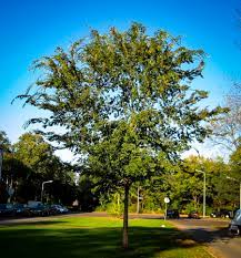 To care for it properly, keep the tree warm and the soil moist. Drake Chinese Elm Trees For Sale The Tree Center