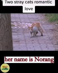 What Is Love Video In 2020 Very Cute Dogs Cute Animals Cute Funny Animals