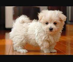 Online sales, specials or promotions are not subject to substitution and rainchecks do not apply. Baby Maltese çŠ¬ ãƒžãƒ«ãƒãƒ¼ã‚º