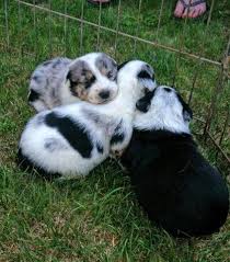 Jasper is shy but loves to play. Heeler For Sale Idaho