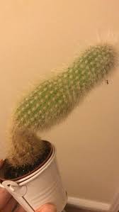 Cacti in their care are completely unpretentious plants. Help My Old Man Cactus Has Fallen