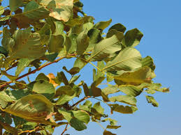 Image result for Millettia stuhlmannii