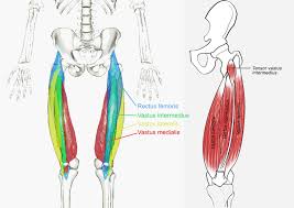 The tibialis anterior (tibialis anticus) is situated on the lateral side of the tibia; Muscles Of The Hips And Thighs Human Anatomy And Physiology Lab Bsb 141