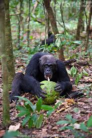 Image result for Treculia