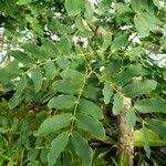 Image result for Cassia abbreviata