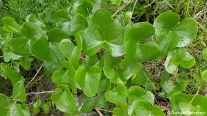 Image result for Dioscorea cotinifolia