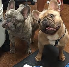 dakine wolfie franzosische bulldogge bulldogge franzosisch