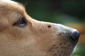 We did not find results for: Tick Borne Diseases And Your Pet