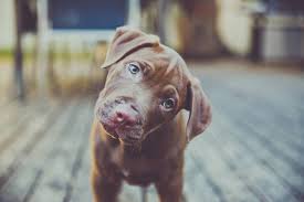 Che vuole sbattermela in faccia, scoparmi e passare al prossimo uomo il giorno dopo? Aidaa Due Donne Fanno O Offrono Sesso Con Il Loro Cane