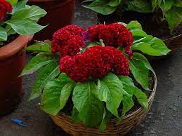 Pin On Flowers And Other Plants