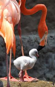 Birds That Start With O I Like That Flamingos Start Out White And Than Eat So Many Freaking Shrimp That They Turn Into One O Cute Baby Animals Birds Beautiful Birds